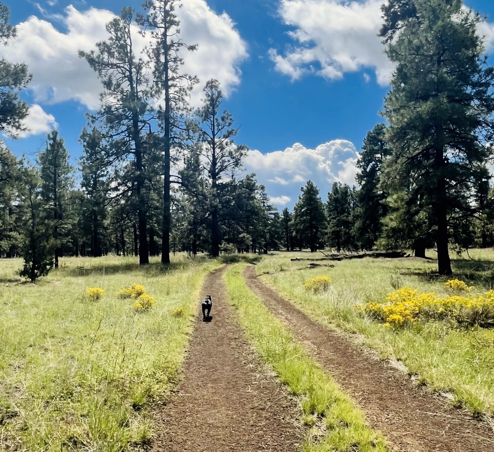 A long dirt road stretching through pines toward a bright horizon