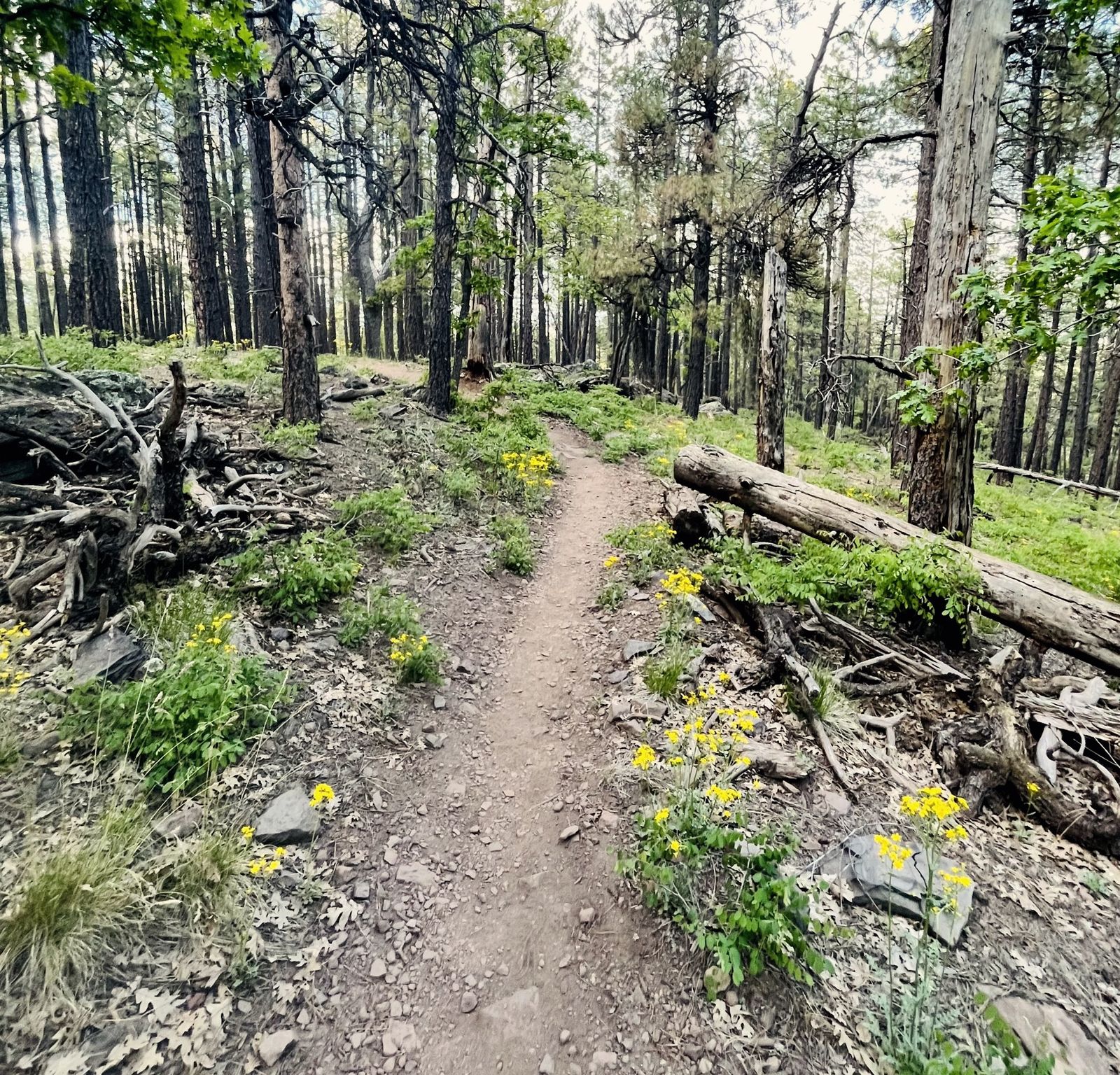 A forest trail in golden light, climbing gently through the pines